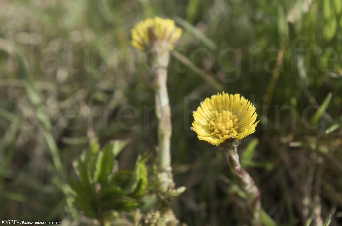 IMGP2551